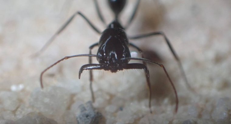 Odontomachus queens