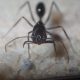 Odontomachus queens
