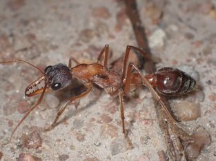 Myrmecia queens and colonies
