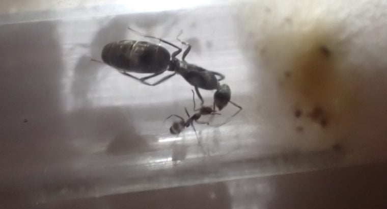 2 medium sized iridomyrmex queens found in the NT (CHEAP) 5$