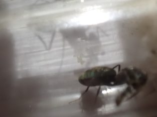 2 medium sized iridomyrmex queens found in the NT (CHEAP) 5$