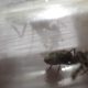 2 medium sized iridomyrmex queens found in the NT (CHEAP) 5$