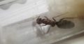 2 medium sized iridomyrmex queens found in the NT (CHEAP) 5$