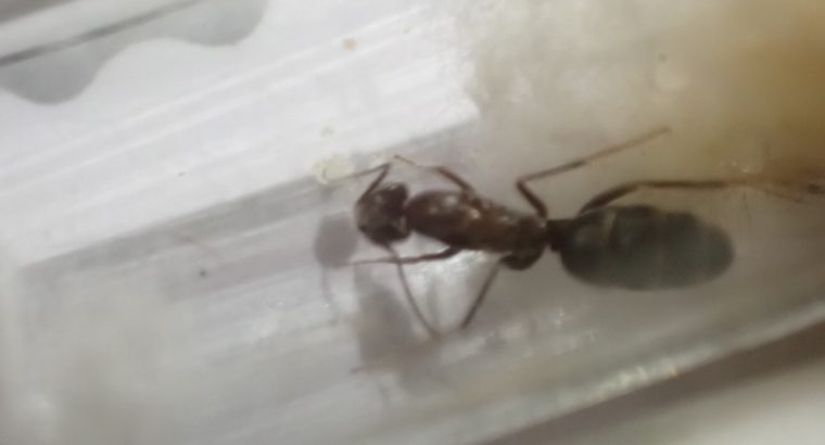 2 medium sized iridomyrmex queens found in the NT (CHEAP) 5$