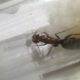 2 medium sized iridomyrmex queens found in the NT (CHEAP) 5$
