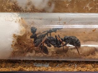 Myrmecia Pilosula with 2 workers, 2 pupae & approx 7 larvae/eggs