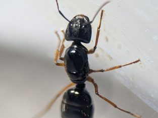 Western Australia ONLY – Camponotus sp. (claripes, lownei or similar).