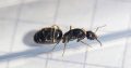 Western Australia ONLY – Iridomyrmex bicknelli. Individual and multi-queen tubes, with brood.