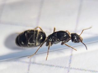 Western Australia ONLY – Iridomyrmex bicknelli. Individual and multi-queen tubes, with brood.