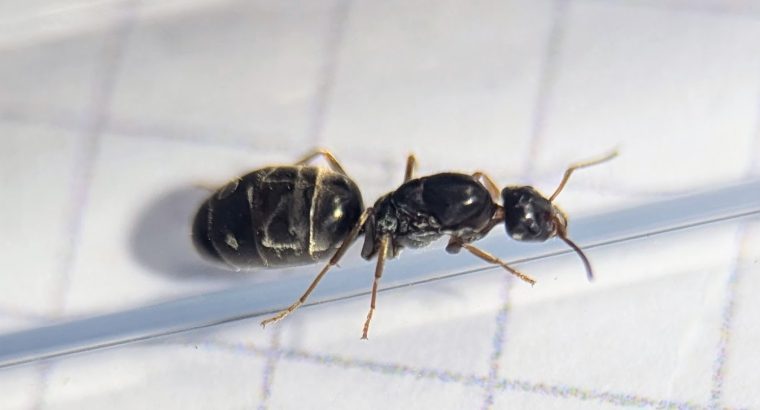Western Australia ONLY – Iridomyrmex bicknelli. Individual and multi-queen tubes, with brood.