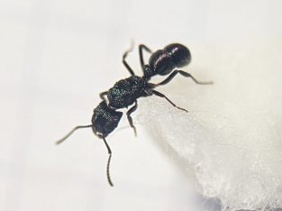 Western Australia ONLY – R. metallica green head queens, individuals and multi-queen tubes