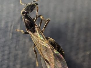 Anonychomyrma sp. queen