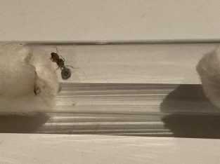 Pheidole Queens