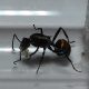 Polyrhachis Ammon Queens with Eggs/brood.