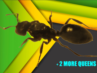 Self-Isolating @ Home TIME KILLER Active Ant Queen Care Set ULTIMATE BOREDOM BUSTER