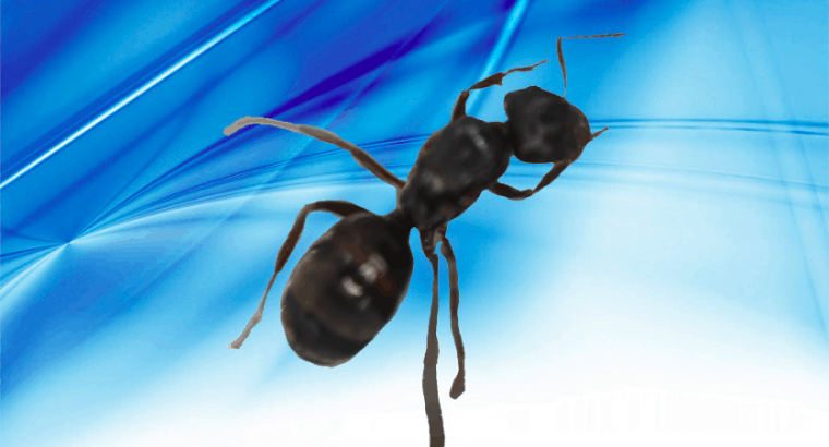 Unidentified Ant Queen! (Probably RARER Iridomyrmex sp.) ONLY $20 COULD BE WORTH ALOT MORE