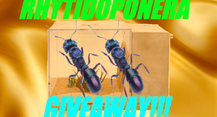 RHYTIDOPONERA METALLICA MEGA SALE + GIVEAWAY!!!! See Description For Details Only $25 A Queen!