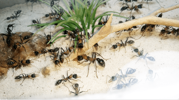 MASSIVE BULL ANT COLONY! Queen & 100+ Workers! Myrmecia Nigrocincta Comes With Setup