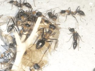 PICKUP IN NSW (EPPING) ONLY — HUGE Jumping Jack BULL ANT (Myrmecia Nigrocincta) Colony 1 Queen 200+ Workers FOR SALE!!! (PRICE NEGOTIABLE)