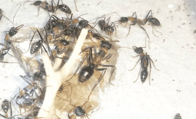 MASSIVE BULL ANT COLONY! Queen & 100+ Workers! Myrmecia Nigrocincta Comes With Setup