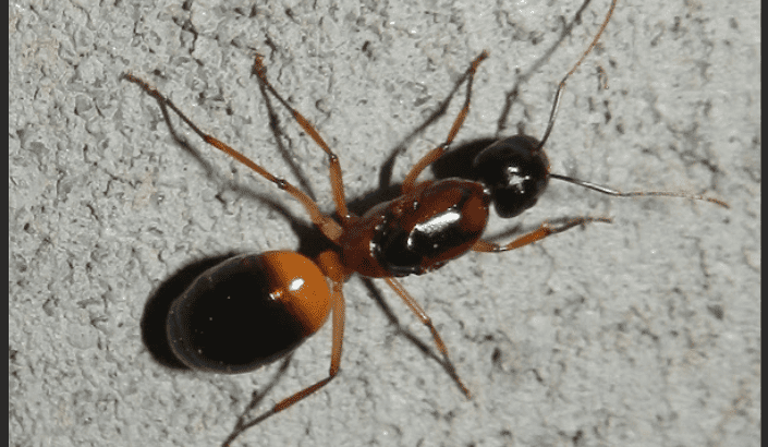 Camponotus Consobrinus banded sugar ant queen *CHEAP*