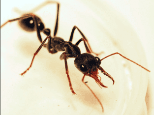 Giant bull ant queen with 4 eggs with 1 worker!