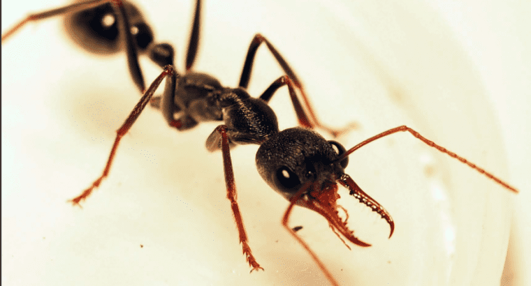 Giant bull ant queen with 4 eggs with 1 worker!