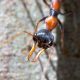 Pheidole Queen + Brood