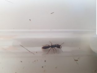 Dracular ant queen