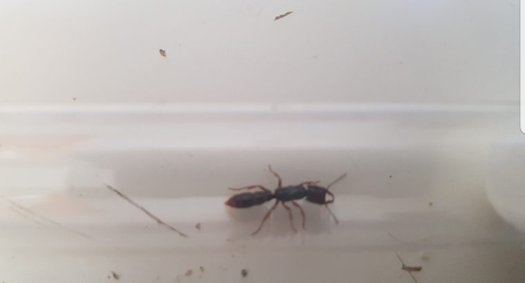 Dracular ant queen