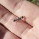 Myrmecia Nigriscapa queen with brood