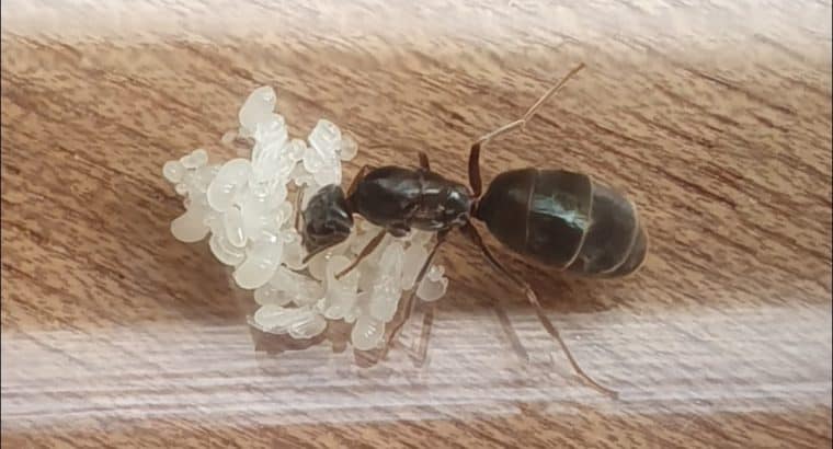Black Pavement Ant Queen + Brood for Sale!
