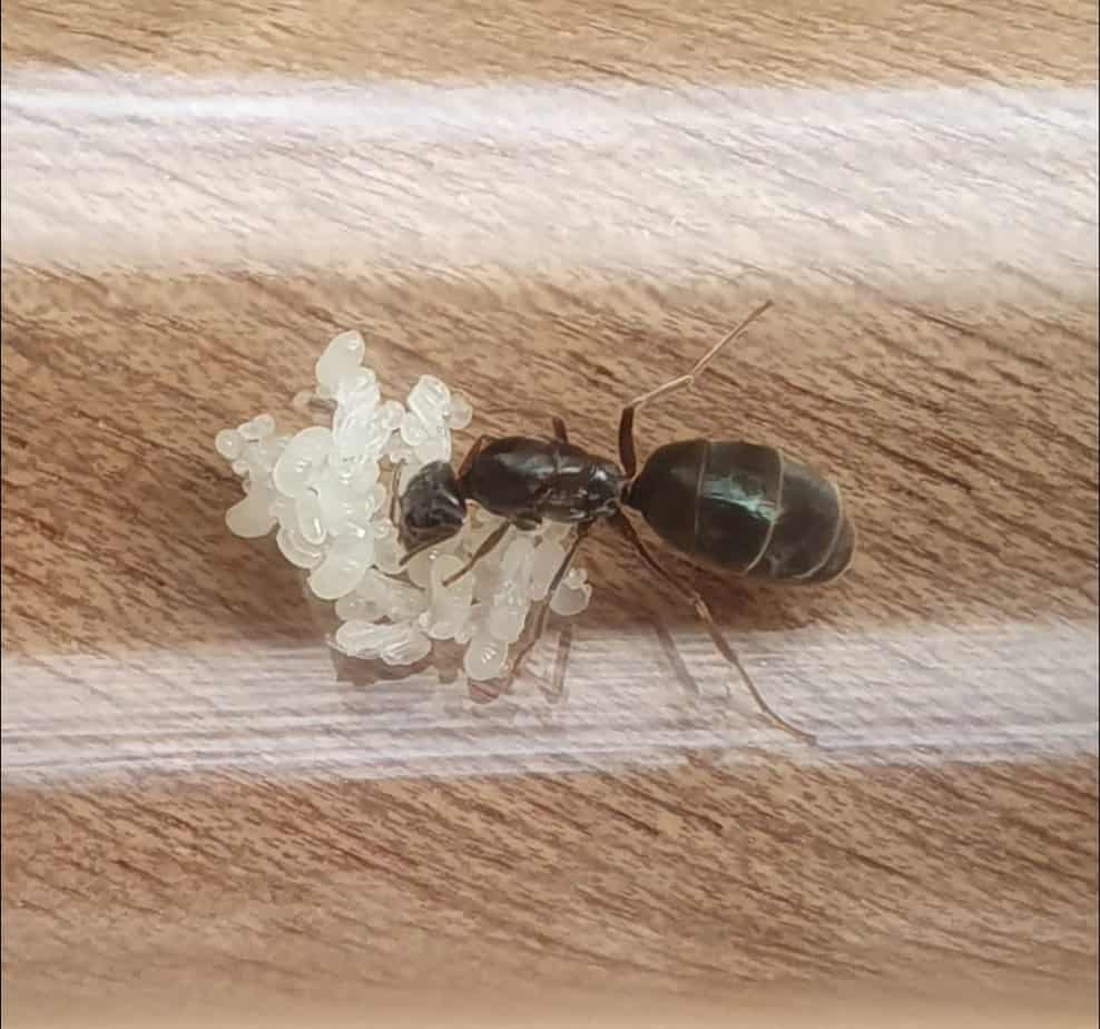 Black Pavement Ant Queen + Brood for Sale! Ants Online