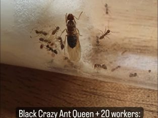 Queen Ants For Sale!_Huge Haul