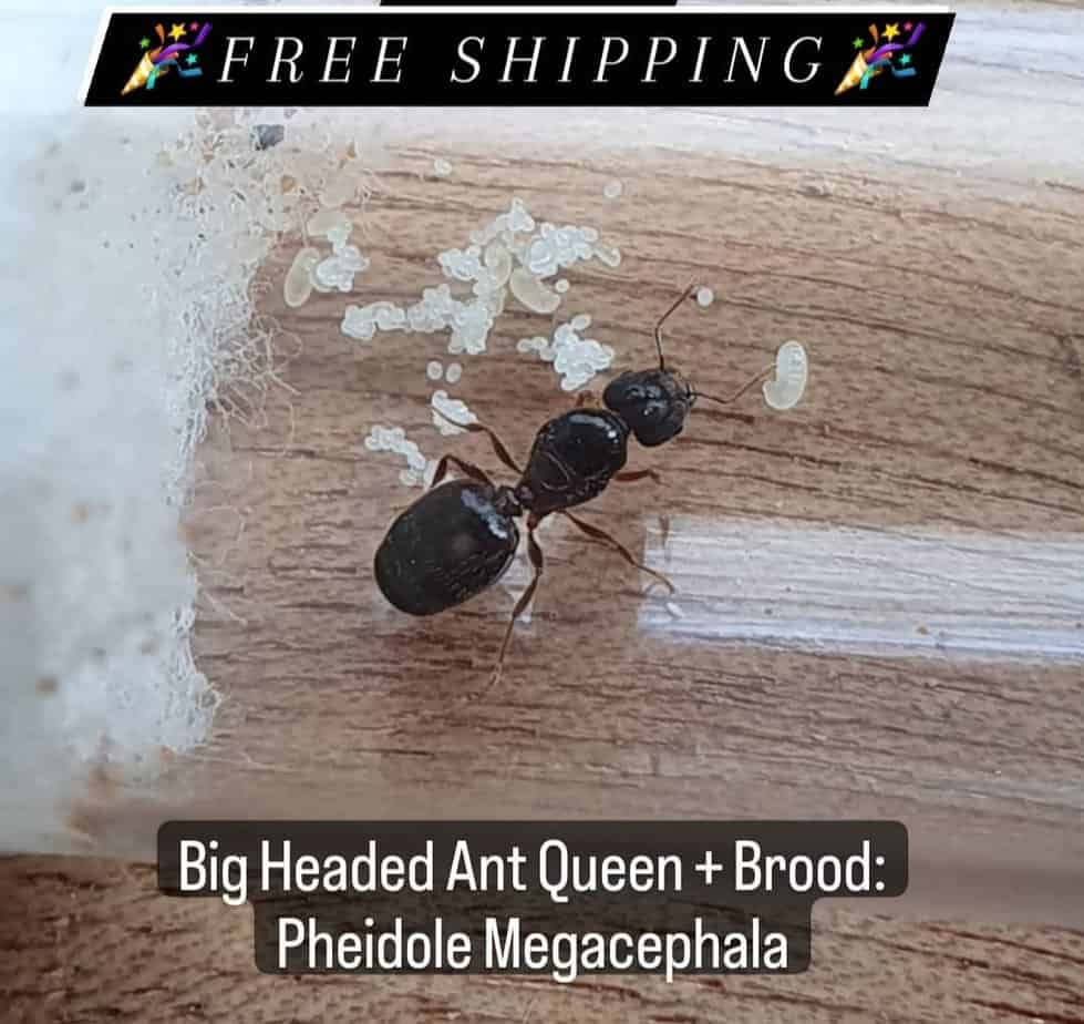 Queen Ants For Sale!_Huge Haul Ants Online