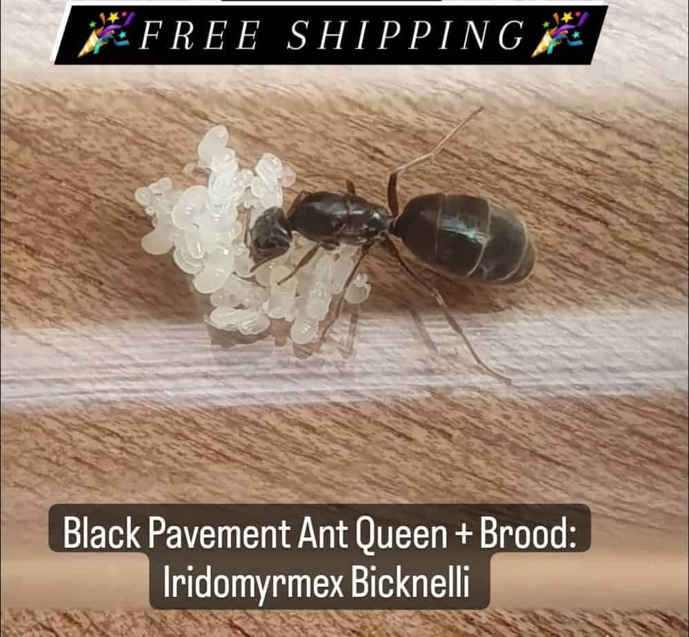 Queen Ants For Sale!_Huge Haul Ants Online