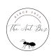 PHEIDOLE queen ants for sale! (Best beginner)