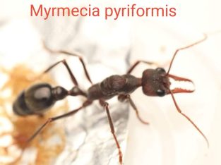 Looking to swap myrmecia pyriformis for any other species of myrmecia