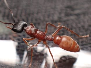Undescribed South Australia Myrmecia species – Pilosula group – Queen + 4 workers