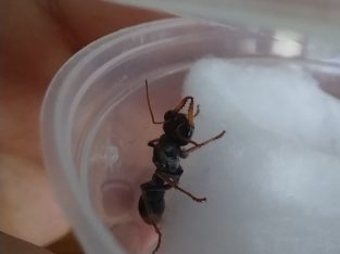 Myrmecia pilosula Queen