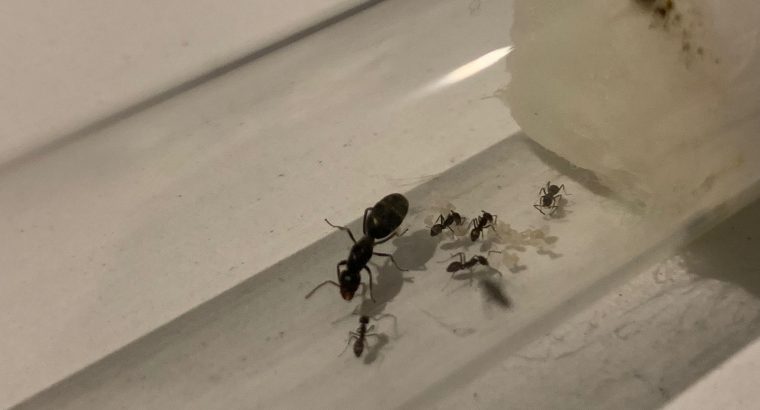 12+ worker Trail Ant Colony ( Iridomyrmex Bicknelli )
