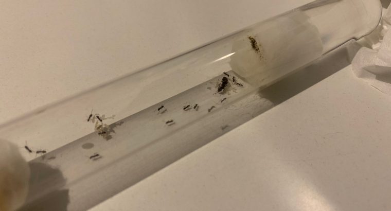 12+ worker Trail Ant Colony ( Iridomyrmex Bicknelli )