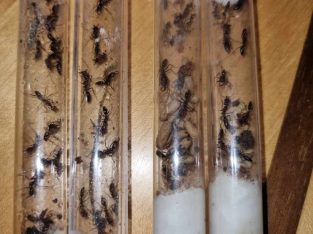 Odontomachus/Trapjaw ant s.p. colony Wanted