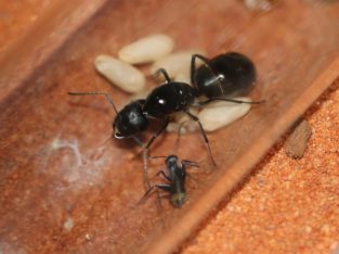 Camponotus cf. aeneopilosus Queen and workers