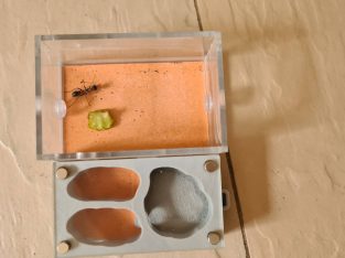 (FREE NEST INCLUDED) Jumping Jack Bull Ant Queen FOR SALE!!!