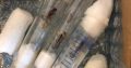 3 Camponotus and 2 iridomyrmex bicknelli