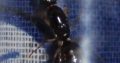 [WTB] Camponotus inflatus queen/colony