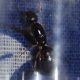 [WTB] Camponotus inflatus queen/colony