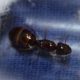 [WTB] Camponotus inflatus queen/colony