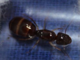 [WTB] Camponotus inflatus queen/colony